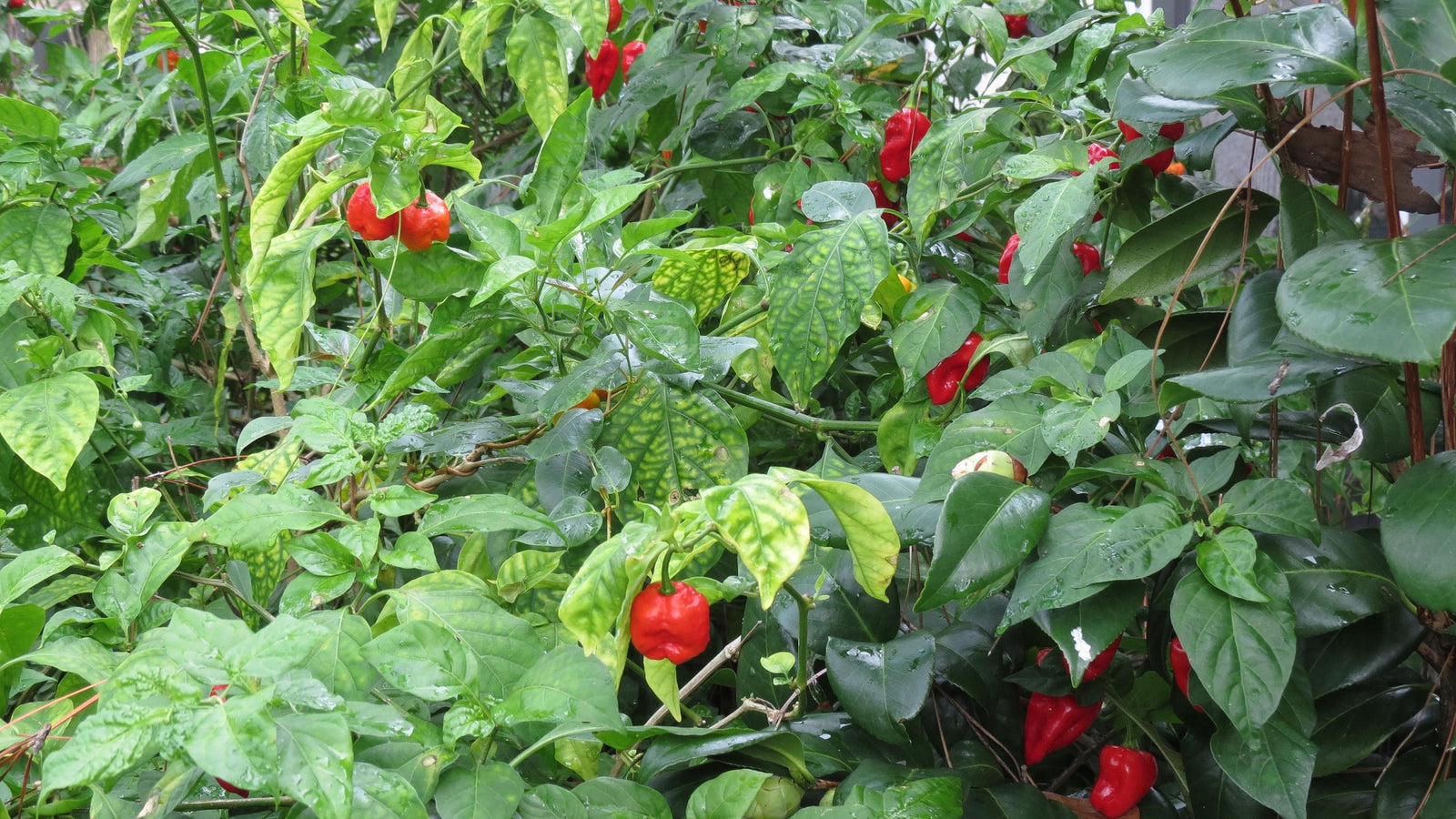hot peppers