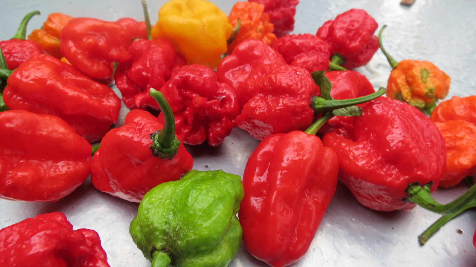 Carolina Reaper Peppers