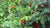 hot peppers